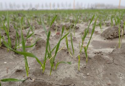 Wintergraan_header_Rexade